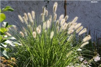 24ae7839-IMG_7564 penesetum.jpg